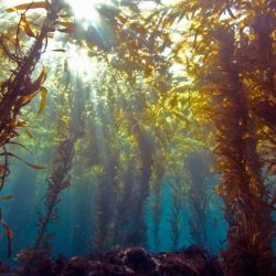 Kelp macrocystis pyrifera research yubanet jenn caselle