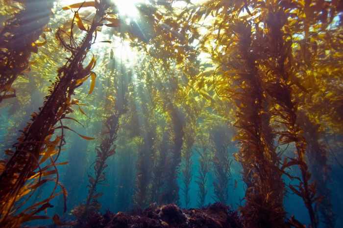 Kelp macrocystis pyrifera research yubanet jenn caselle