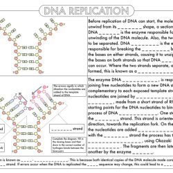 Dna to protein worksheet answers