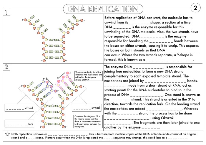 Dna to protein worksheet answers