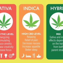 Banoreoz strain indica or sativa