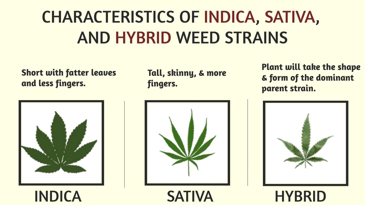 Banoreoz strain indica or sativa