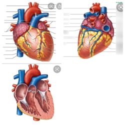 Chapter 2 anatomy and physiology quiz