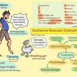 Duchenne dystrophy dystrophies myotonic dmd muscles physiology