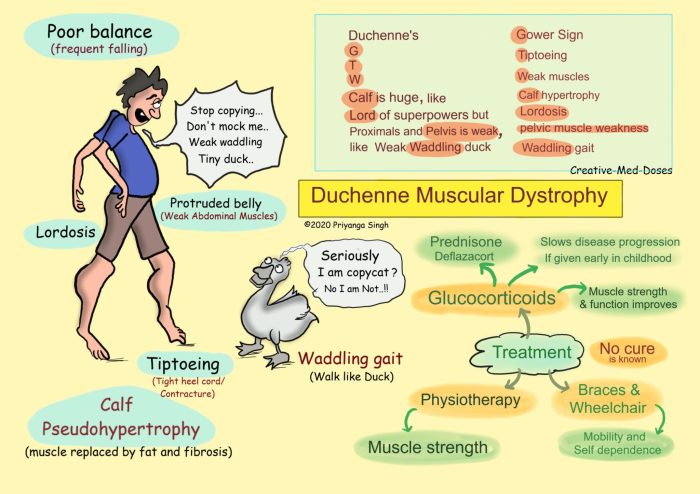 Duchenne dystrophy dystrophies myotonic dmd muscles physiology