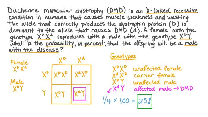 Duchenne muscular dystrophy punnett square