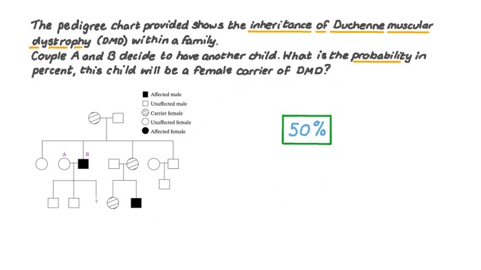 Duchenne muscular dystrophy punnett square