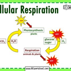 Respiration photosynthesis cellular compare contrast comparing energy