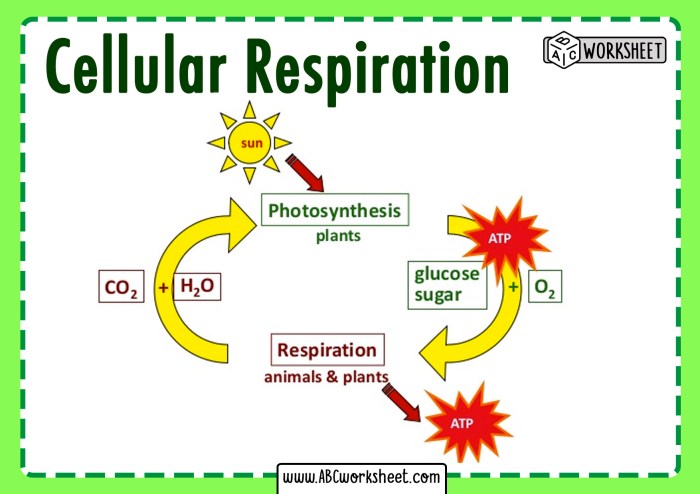 Respiration photosynthesis cellular compare contrast comparing energy