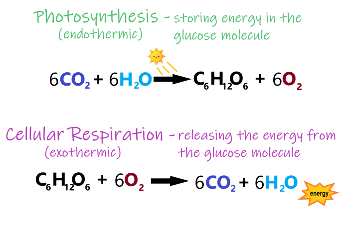 Cellular respiration vs photosynthesis worksheet