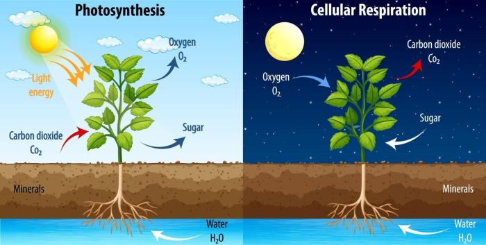 Cellular respiration vs photosynthesis worksheet